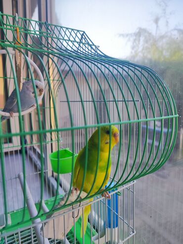 Птицы: Волнистые попугаи с корзинкой!