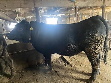 Коровы, быки: Продаю | Бык (самец) | Герефорд, Алатауская, Абердин-ангус | На откорм, На забой — 12