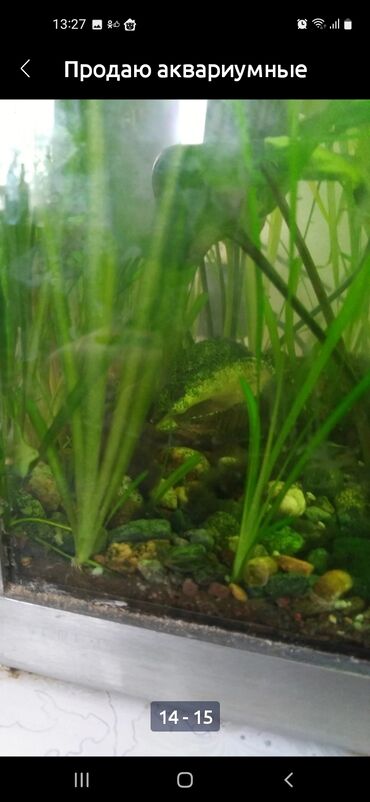скумбрия рыба: Есть в продаже аквариумные растения по 20 сом за кустик. также в