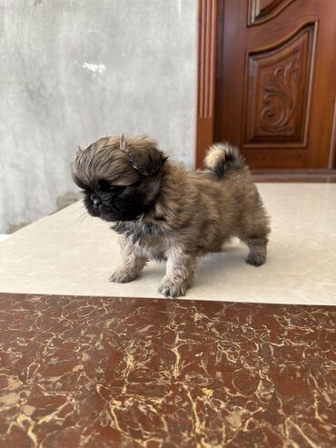 İtlər: Pekines, 1 ay, Erkek