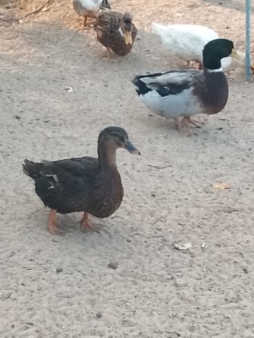 Ördəklər: Satılır: ördək sürüsü - Növlər və rənglər: ağ, qara, boz, qəhvəyi və — 10