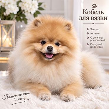 русский спаниель щенки: Вязка: Шпиц, Самец, 5 лет, С родословной — 1