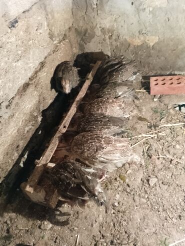 Cücələr: Hinduşka cücələri, Damazlıq — 39