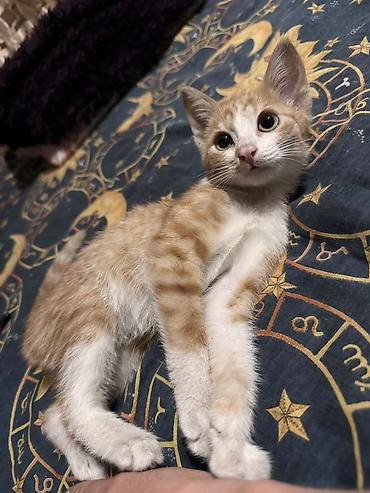 Продажа кошек: КОТЁНОК МАЛЬЧИК 2,5 МЕСЯЦА. Милый рыжебелый котёнок с короткой — 16