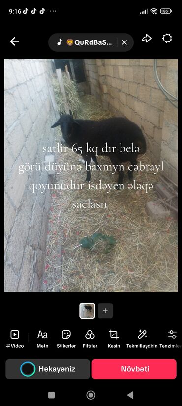 xacmaz heyvan bazari: Digər heyvanlar