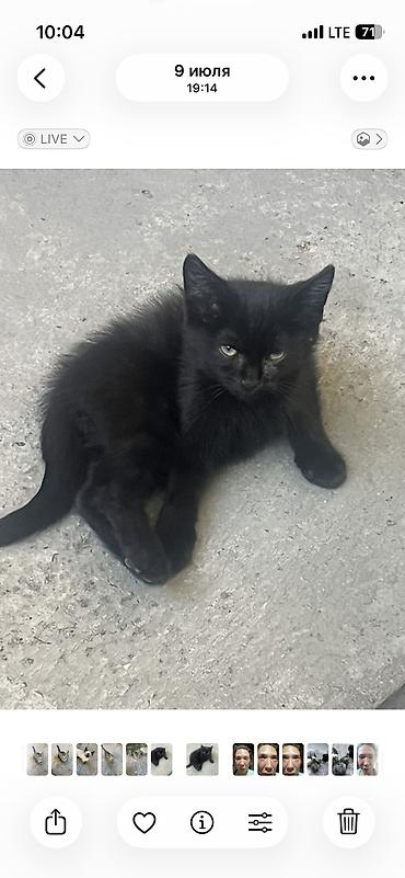 Животные: 🐾 Котята ищут добрые и любящие руки! 🐾 Отдаем очаровательных котят в — 4