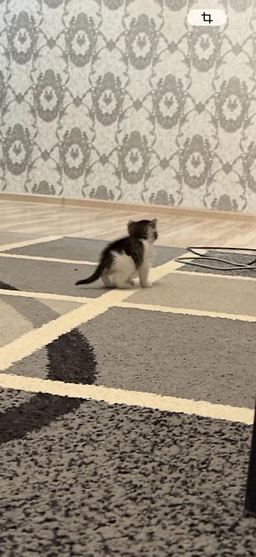 ориентальная кошка цена: Беспородная, 1 месяц, Мальчик, Биколор — 2
