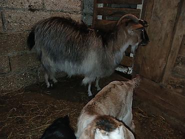 Keçilər, çəpişlər: Məhsul: Balalı keçi Təsvir: - Balalar mart ayının 17-si doğulub.1 -da lalafo.az — 2 Keçilər, çəpişlər: Məhsul: Balalı keçi Təsvir: - Balalar mart ayının 17-si doğulub.1 — 2