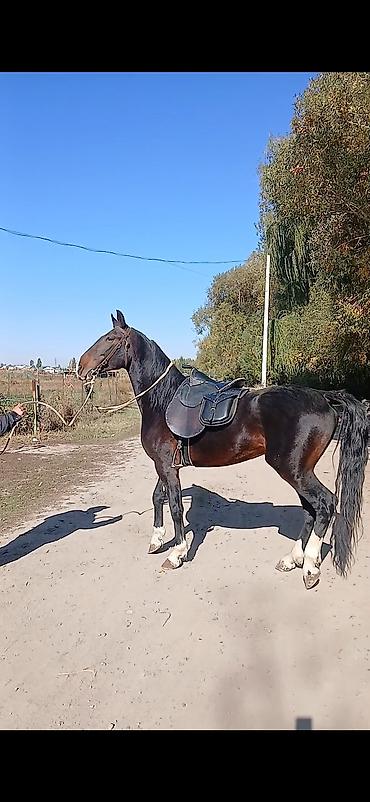кони: Продаю | Конь (самец), Жеребец | Кара Жорго | Для разведения, Рабочий, Конный спорт | Племенные, Осеменитель — 5