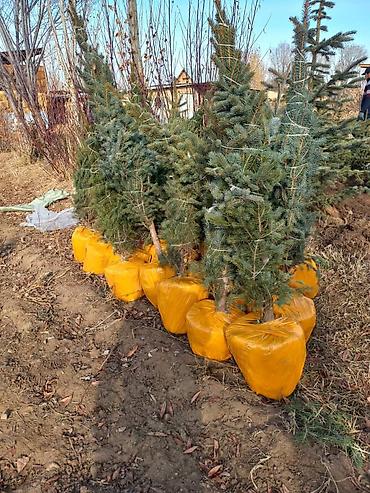 Другие товары для дома и сада: Голубой ель. Тянь-шаньский ель.береза,Пихта,Сосна, сатылат — 6