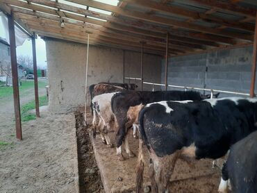 коровы молочные: Куплю | Коровы, быки | На забой, на мясо, На откорм, Самовывоз