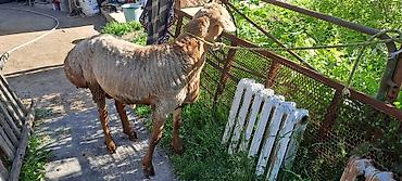 уйур бээ: Продаю | Овца (самка) | Арашан | Для разведения | Осеменитель, Матка — 4
