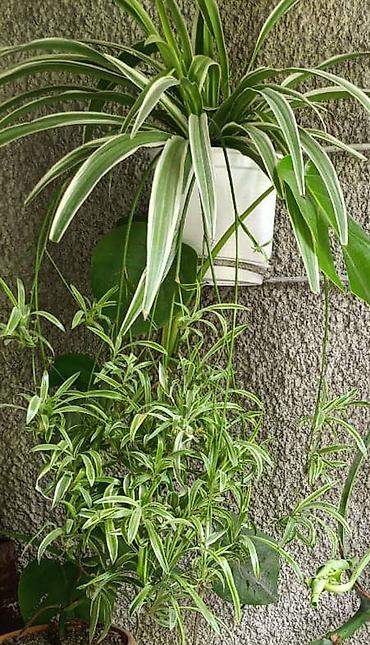 Другие комнатные растения: Комнатные растения ( Беловодское могу привезти в Бишкек) — 9