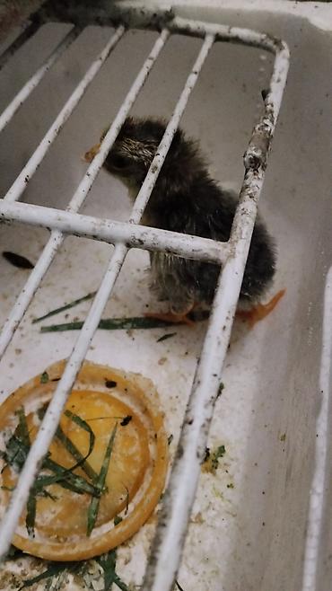 Инкубаторы: Инкубатор «Норма Луппер» - Тип: электрический инкубатор для птицы - — 6