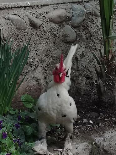 Toyuqlar: Toyuq, Damazlıq — 2