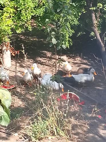 qaz ördek: Ağ və qarışıq rəngli ev ördəkləri – təsərrüfat üçün sürü şəklində — 3