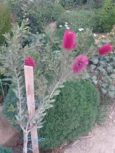 Toxumlar: Həyət gülleri. 90növ çesid var! — 3