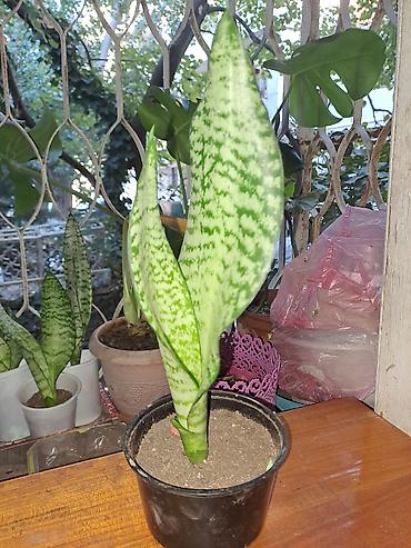 agac satisi baki: Sansevieria “Laurentii/Silver” (ilan bitkisi) – dekorativ otaq — 3