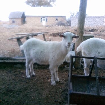 Козы, козлы: Продаю | Коза (самка) | Для разведения | Племенные — 14