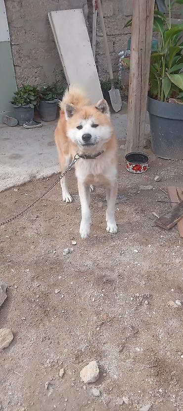 ala it: Akita-inu, 2 il, Erkək, Peyvəndli, Ünvandan götürmə — 1
