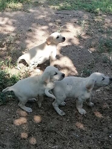 it bala: Labrador-retriver