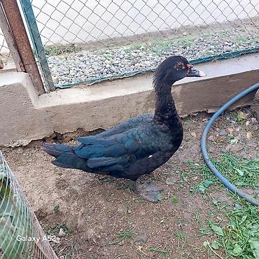 at satsi: Təmiz qan Orginal Zümrüdü Lal ördəy bir erkəy bir fərə qanının — 7