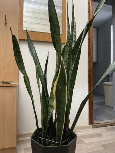 домашнии цветы: Сансевиерия (Sansevieria trifasciata, «щучий хвост», «тещин язык») в
