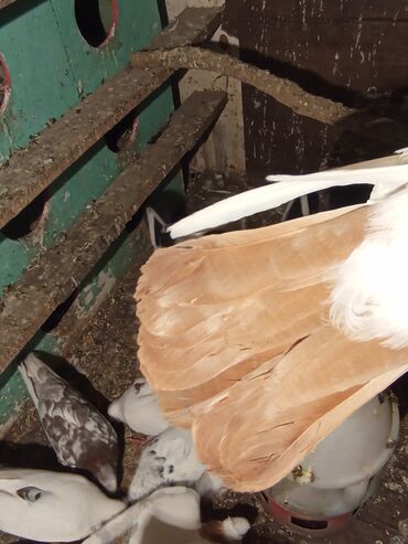 Göyərçinlər: Qırmızı boyun qırmızı quyruq 2 eded ikisidə qızğın erkek,Sarı boyun — 6