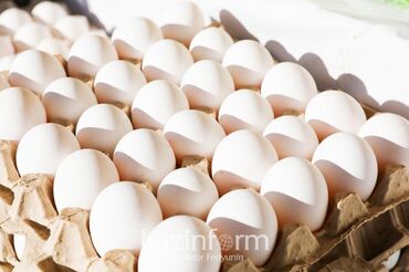 яйцо перепелиное в Кыргызстан | МОЛОЧНЫЕ ПРОДУКТЫ И ЯЙЦА: Продается свежие яйцо оптом и в розницу.Оптом выше 10 коробок