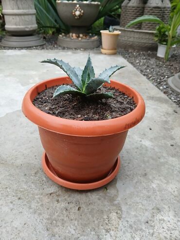 Otaq bitkiləri: Aqava bitkisi adi və decor qablarda(əl iṣi), müxtəlif olçüdə və — 8