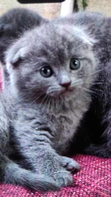 шотландский вислоухий котенок баку: Продается месячный котенок, девочка. 200манат.порода Шотланд