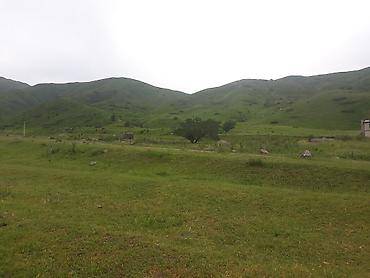 ысык куле: 10 соток, Айыл чарба үчүн, Сатып алуу-сатуу келишими — 4
