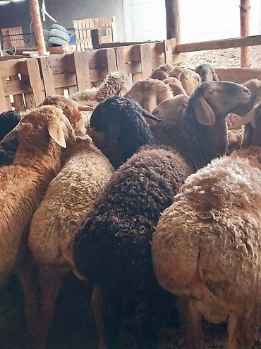 Баран, овца: Продаю | Баран (самец) | Для разведения | Матка — 11