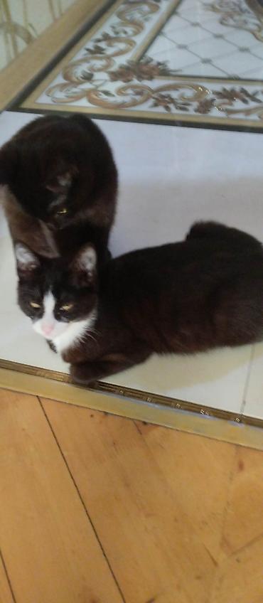 Pişiklər: Yaxşı əllərə — 15