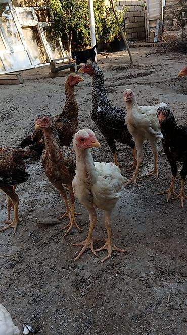 kutum balığı qiymeti: 1 Xoruz 🐓 4 toyuq hamsı irak sortu pileymutdi hec bir prablemleri — 8