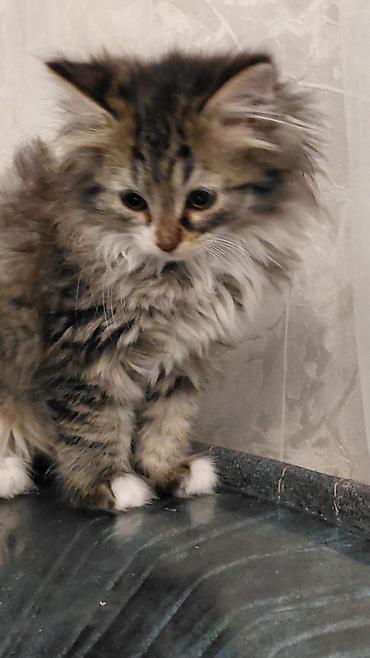 Pişiklər: Tabbi, Dişi, Yaxşı əllərə — 2