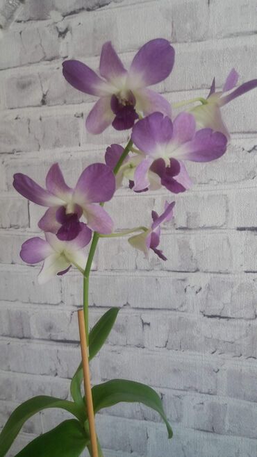 орхидея фаленопсис: Орхидея Дендрофаленопсис Aeridang Blue. Адаптирована для квартир с