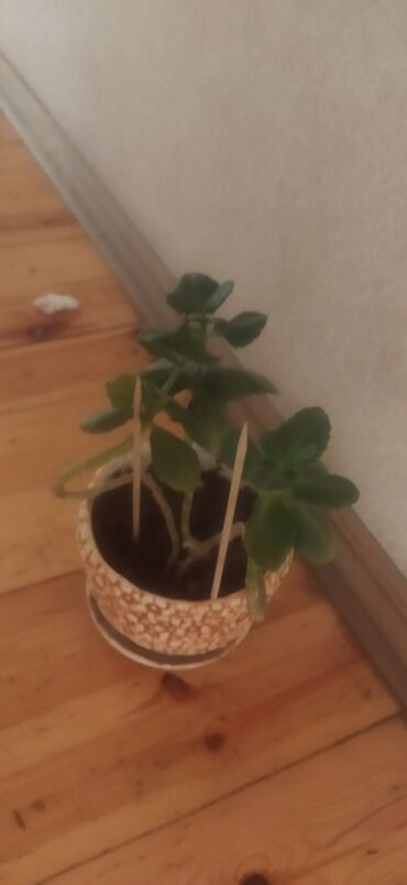 Otaq bitkiləri: Satış üçün müxtəlif otaq/balkon bitkiləri seti. razılaşma yolu ilə -da lalafo.az — 9 Otaq bitkiləri: Satış üçün müxtəlif otaq/balkon bitkiləri seti. razılaşma yolu ilə — 9