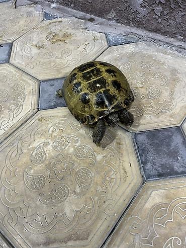 яицо черепахи: Наземная черепаха 🐢 
1 штук — 5