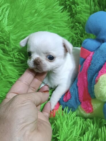 купить собаку чихуахуа: Чихуахуа, 2 айлык, Эркек, Эмделген, Ит тегин тастыктоочу документ