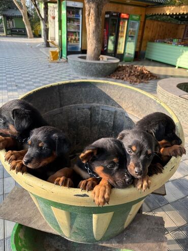 İtlər: Rotveyler, 2 ay, Dişi, Peyvəndli, Ünvandan götürmə — 10