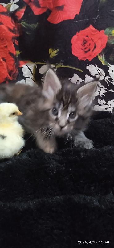 Продажа кошек: Мейн-кун, 1 месяц, Девочка — 2