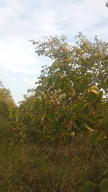 mingecevirde torpaq satisi: 263 sot, Kənd təsərrüfatı, Mülkiyyətçi, Kupça (Çıxarış) — 3