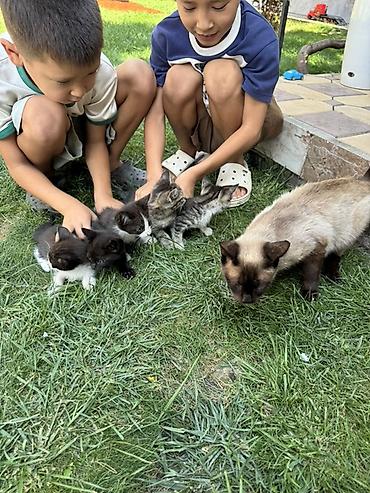 сиамский кот сколько стоит: Котята от домашней кошки Сиамской породы 

Отдам в хорошие руки — 1