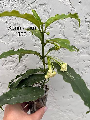 хойи: Продаю хойи. Цены от 250 - 300 сом — 9
