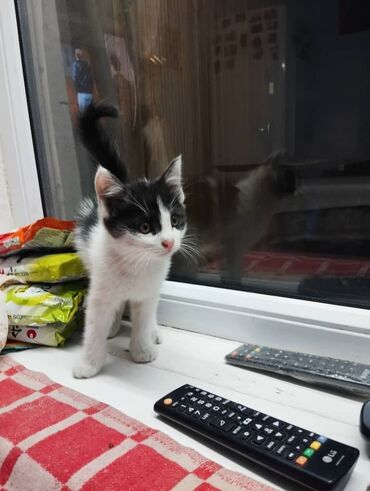 сибирский кот цена: Отдадим в добрые хорошие руки котёнка 🐈. Котенку около 2х месяца (все