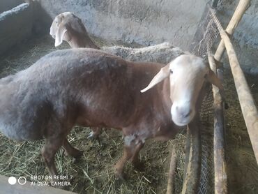 Бараны, овцы: Продаю | | Арашан | Для разведения | Осеменитель