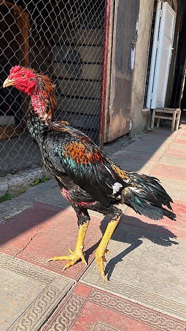 kend çolpaları: Xoruz, Heyratı, il: <1, Ünvandan götürmə, Ödənişli çatdırılma, Rayonlara çatdırılma — 1