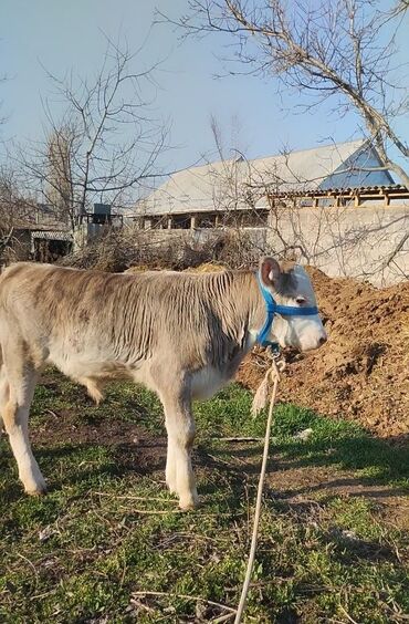 корова молоко литор 10: Продаю | Бык (самец) | Герефорд | На откорм, Для разведения, Для молока | Племенные, Искусственник