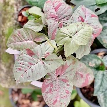 nergiz gülü şekilleri: Syngonium Milk Confetti – dekorativ ev bitkisi 🌿 Dekorativ bitki — 2